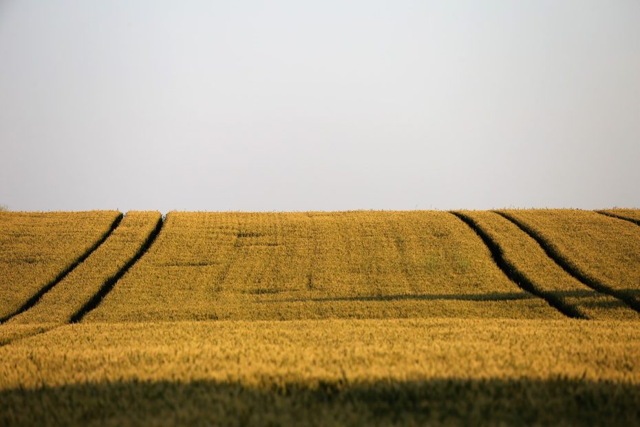 agriculture, wheat field, plant-4261639.jpg